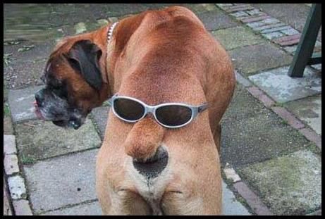 EL PERRO DE FERNANDO